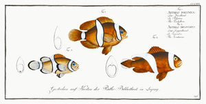 1. Tontelton Anthias polymna 2. Jordaine Anthias bifasciatus