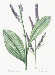 Black false hellebore illustration 