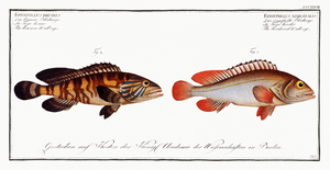 1. Bordered Wall-eye Epinephelus marginalis 2. Brown Wall-eye Epinephelus bruneus
