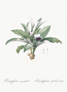 Kaempferia angustifolia illustration 