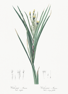 Bokmakierie & tail illustration 