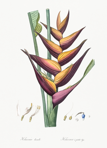 Brandlelie illustration 