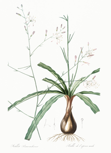 Wavy-leafed soap plant illustration 
