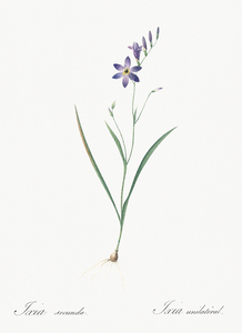 Ixia secunda illustration 