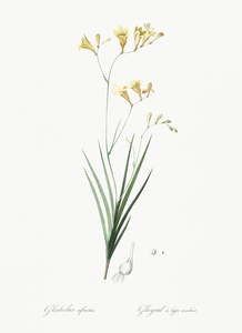 Freesia illustration 