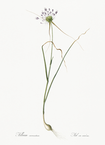 Keeled garlic illustration 