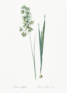 Turquoise ixia illustration 