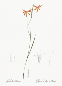 Gladiolus watsonius illustration 