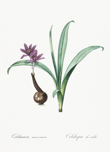 Alpine autumn crocus illustration 