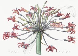 Josephine & lily illustration 