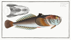 Star-Gazer Uranoscopus Scaber