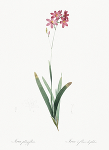 Corn lily illustration 
