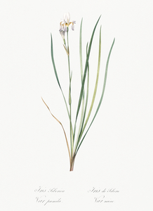 Siberian iris illustration 