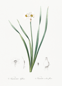 Sea asparagus illustration 