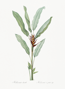 Broadleaf wild leek illustration 