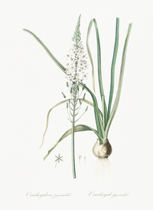 Star-of-Bethlehem illustration 