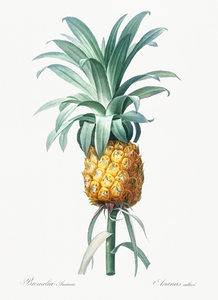 Pineapple illustration