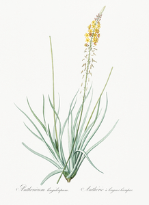 Broadleaf wild leek illustration 
