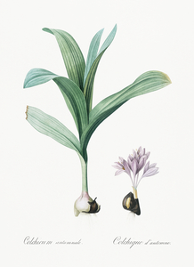 Autumn crocus illustration 