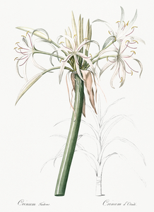 Poison bulb illustration 