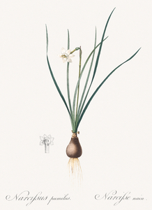 Daffodils illustration 