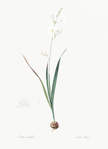Asparagus fern illustration 