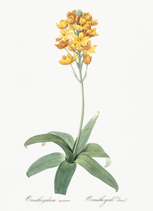 Sun star illustration 