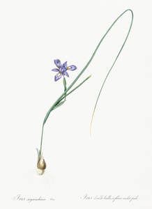 Barbary nut illustration 