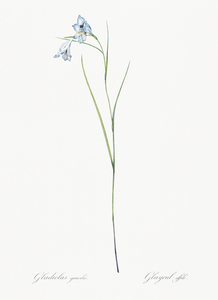 Broadleaf wild leek illustration 