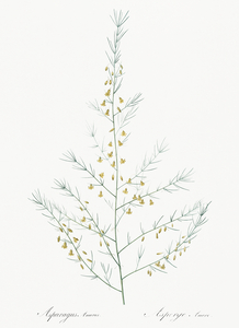 Sea asparagus illustration 