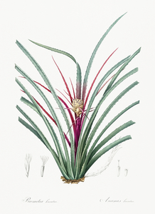 Ornamental onion illustration 