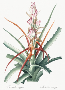 Barbary nut illustration 