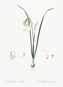 Green-tinge spiderlily illustration 