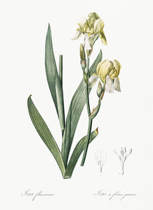 Lemonyellow iris illustration 