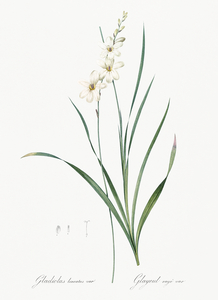 Gladiolus lineatus illustration 