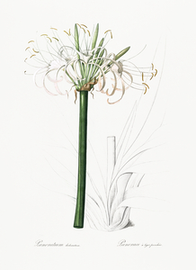 Broadleaf wild leek illustration 