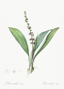 Peliosanthes teta illustration 