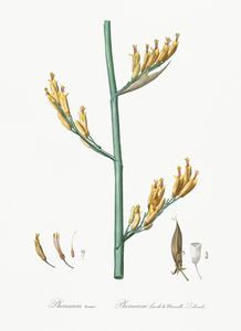 Asparagus fern illustration 