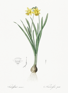 Lesser wild daffodil illustration