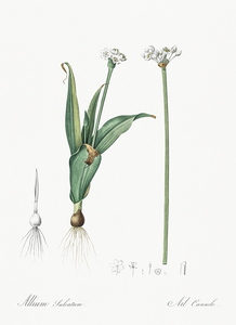 Ornamental onion illustration 