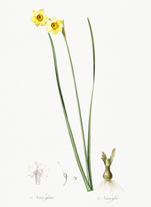 Cowslip cupped daffodil illustration 
