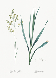 Sandbog death camas illustration 