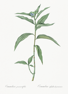 Dayflower illustration 