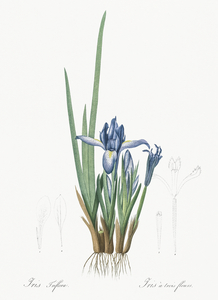 Poison bulb illustration 