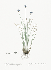 Ornamental onion illustration 