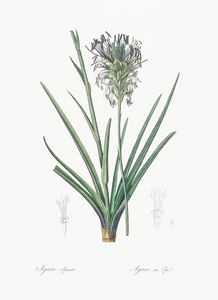 Agave spicata illustration 
