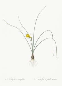 Petticoat daffodil illustration 