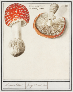 Mushrooms in vintage style