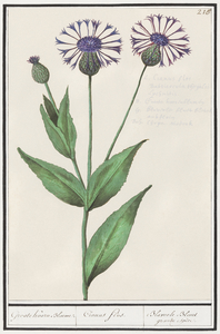 Centaury flower in vintage style