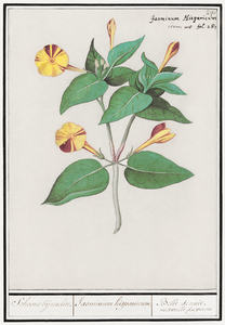 Marvel-of-peru in vintage style